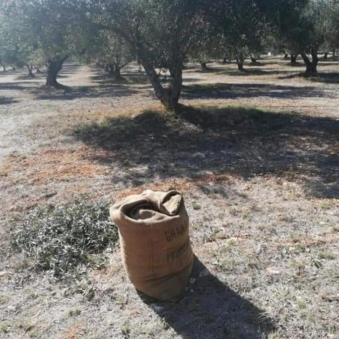 Olive Grove Cottage Skalani Knossós Eksteriør bilde