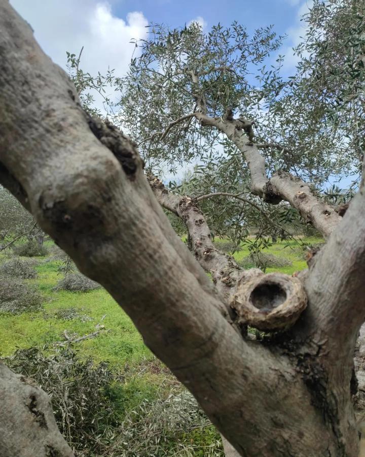Olive Grove Cottage Skalani Knossós Eksteriør bilde